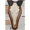 Image 5 : LICHTENSTEIN'S HARTEBEEST Skull on a Wooden Plaque