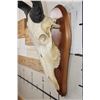 Image 6 : LICHTENSTEIN'S HARTEBEEST Skull on a Wooden Plaque