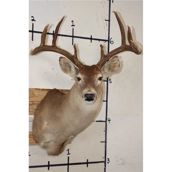 9-Point WHITETAIL DEER Shoulder Mount with a Heavy Rack