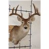 Image 1 : 9-Point WHITETAIL DEER Shoulder Mount with a Heavy Rack