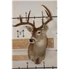 Image 2 : 9-Point WHITETAIL DEER Shoulder Mount with a Heavy Rack