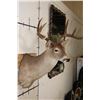 Image 4 : 9-Point WHITETAIL DEER Shoulder Mount with a Heavy Rack
