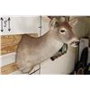 Image 5 : 9-Point WHITETAIL DEER Shoulder Mount with a Heavy Rack