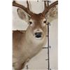 Image 6 : 9-Point WHITETAIL DEER Shoulder Mount with a Heavy Rack