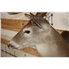 Image 7 : 9-Point WHITETAIL DEER Shoulder Mount with a Heavy Rack
