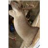 Image 8 : 9-Point WHITETAIL DEER Shoulder Mount with a Heavy Rack