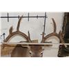 Image 9 : 9-Point WHITETAIL DEER Shoulder Mount with a Heavy Rack