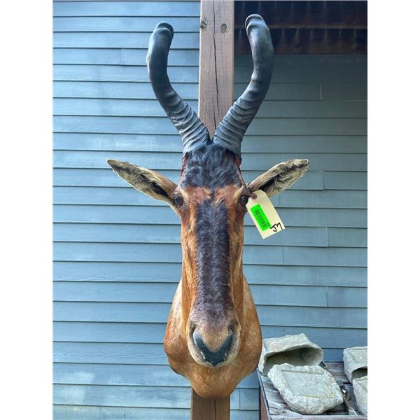 RED HARTEBEEST Shoulder Mount