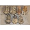 Image 1 : (7) TRILOBITE Fossils from Morocco. (ONE$)