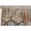 Image 3 : (7) TRILOBITE Fossils from Morocco. (ONE$)
