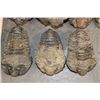 Image 4 : (7) TRILOBITE Fossils from Morocco. (ONE$)