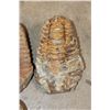 Image 5 : (7) TRILOBITE Fossils from Morocco. (ONE$)
