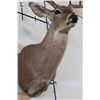 Image 10 : 10-Point WHITETAIL DEER Shoulder Mount Looking slightly to the Right