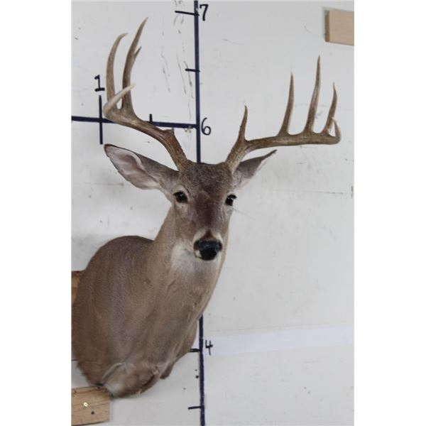 10-Point WHITETAIL DEER Shoulder Mount Looking slightly to the Right