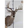 Image 1 : 10-Point WHITETAIL DEER Shoulder Mount Looking slightly to the Right