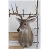 Image 2 : 10-Point WHITETAIL DEER Shoulder Mount Looking slightly to the Right