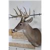 Image 3 : 10-Point WHITETAIL DEER Shoulder Mount Looking slightly to the Right