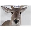 Image 5 : 10-Point WHITETAIL DEER Shoulder Mount Looking slightly to the Right