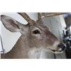 Image 6 : 10-Point WHITETAIL DEER Shoulder Mount Looking slightly to the Right