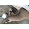 Image 8 : 10-Point WHITETAIL DEER Shoulder Mount Looking slightly to the Right