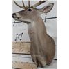 Image 9 : 10-Point WHITETAIL DEER Shoulder Mount Looking slightly to the Right