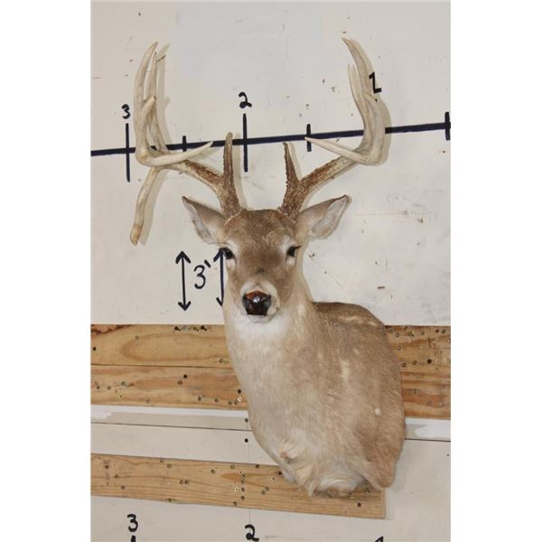 12-Point WHITETAIL DEER Shoulder Mount