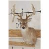 Image 1 : 12-Point WHITETAIL DEER Shoulder Mount