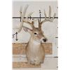 Image 2 : 12-Point WHITETAIL DEER Shoulder Mount