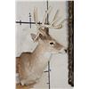 Image 3 : 12-Point WHITETAIL DEER Shoulder Mount