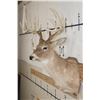 Image 4 : 12-Point WHITETAIL DEER Shoulder Mount