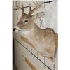 Image 5 : 12-Point WHITETAIL DEER Shoulder Mount