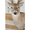 Image 6 : 12-Point WHITETAIL DEER Shoulder Mount