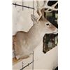 Image 7 : 12-Point WHITETAIL DEER Shoulder Mount