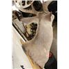 Image 8 : 12-Point WHITETAIL DEER Shoulder Mount