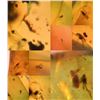 Image 2 : (10) Pieces of Authentic Myanmar AMBER Fossil Specimens with Insects, Weight: 9.54 grams (ONE$)
