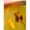Image 6 : (10) Pieces of Authentic Myanmar AMBER Fossil Specimens with Insects, Weight: 9.54 grams (ONE$)