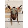 Image 1 : Partial BUFFALO/BISON Skull Decorated and Embellished