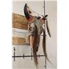 Image 2 : Partial BUFFALO/BISON Skull Decorated and Embellished