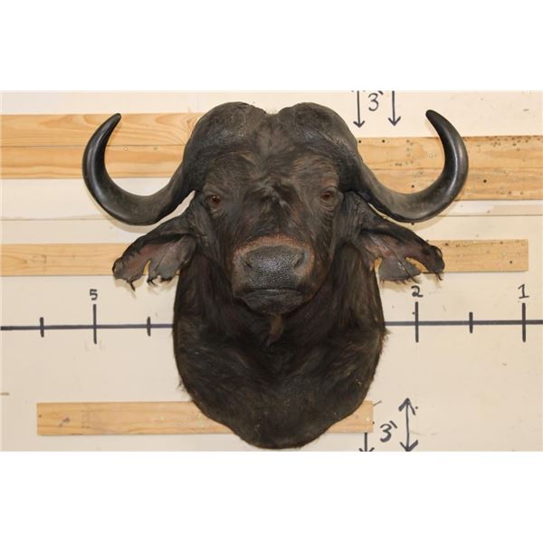 CAPE BUFFALO Shoulder Mount