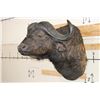 Image 3 : CAPE BUFFALO Shoulder Mount