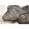 Image 4 : CAPE BUFFALO Shoulder Mount
