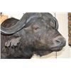 Image 6 : CAPE BUFFALO Shoulder Mount