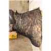 Image 9 : CAPE BUFFALO Shoulder Mount