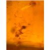 Image 10 : (10) Pieces of Authentic Myanmar AMBER Fossil Insect and Plant Specimens, Weight: 9.14 g (ONE$)