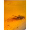 Image 12 : (10) Pieces of Authentic Myanmar AMBER Fossil Insect and Plant Specimens, Weight: 9.14 g (ONE$)