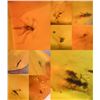 Image 2 : (10) Pieces of Authentic Myanmar AMBER Fossil Insect and Plant Specimens, Weight: 9.14 g (ONE$)
