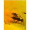 Image 6 : (10) Pieces of Authentic Myanmar AMBER Fossil Insect and Plant Specimens, Weight: 9.14 g (ONE$)