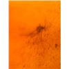 Image 8 : (10) Pieces of Authentic Myanmar AMBER Fossil Insect and Plant Specimens, Weight: 9.14 g (ONE$)