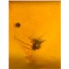 Image 9 : (10) Pieces of Authentic Myanmar AMBER Fossil Insect and Plant Specimens, Weight: 9.14 g (ONE$)