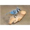 Image 1 : Hand-carved and Hand-painted BLUE JAY Statue Signed by artist "S.Chisolm" and Numbered 10/78